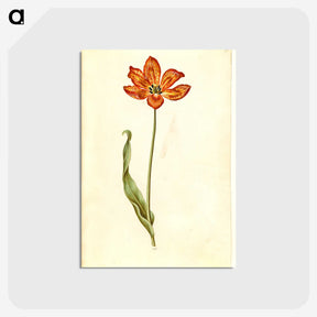2-33_Maria-Sibylla-Merian_postcard