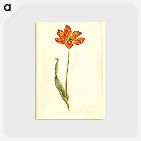 アートポストカード-Tulipa gesneriana
 - マリア ジビーラ メーリアン Postcard.