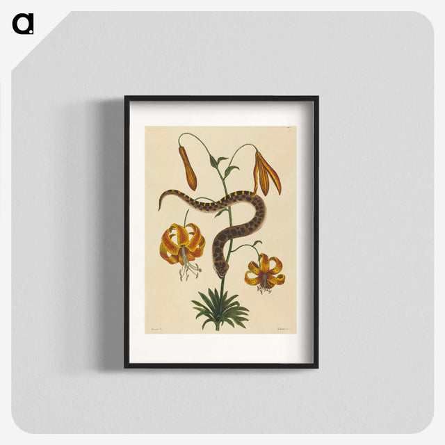2-33_Mark-Catesby_blk