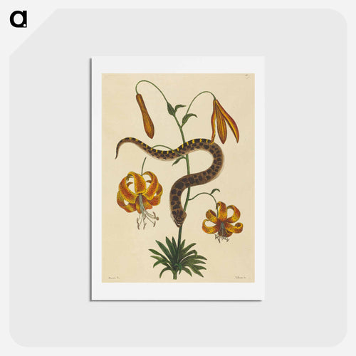 The Hog-nose Snake
 - Mark Catesby Postcard.