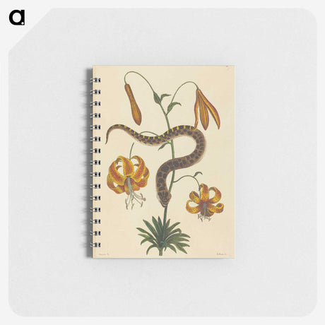 2-33_Mark-Catesby_memo