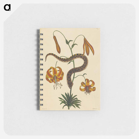 アートメモ帳-The Hog-nose Snake
 - マーク ケイツビー Memo.