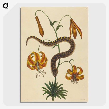 2-33_Mark-Catesby_picture-crop