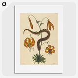 2-33_Mark-Catesby_picture