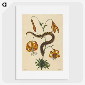 2-33_Mark-Catesby_picture