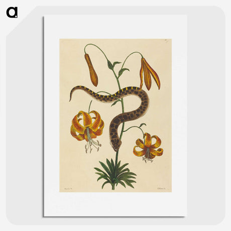2-33_Mark-Catesby_picture