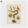 2-33_Mark-Catesby_postcard