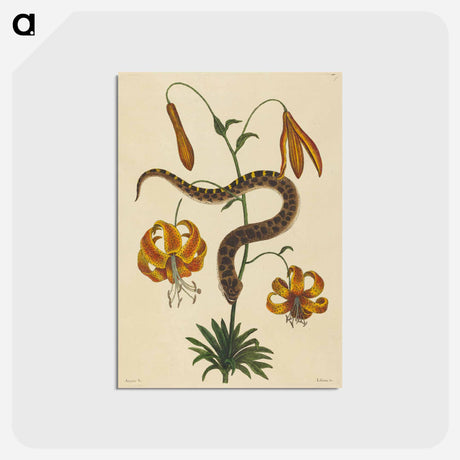 アートポストカード-The Hog-nose Snake
 - マーク ケイツビー Postcard.