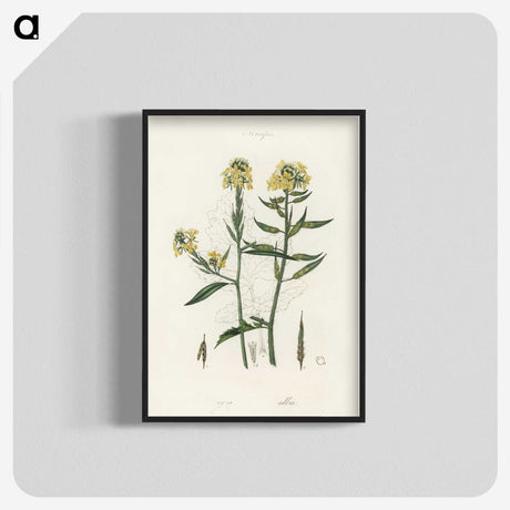 2-33_Medical-Botany_blk-crop