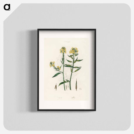 アートポスター-Sinapis Illustration
 - 薬用植物学 Poster.