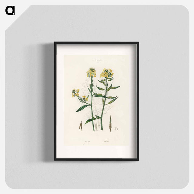 アートポスター-Sinapis Illustration
 - 薬用植物学 Poster.