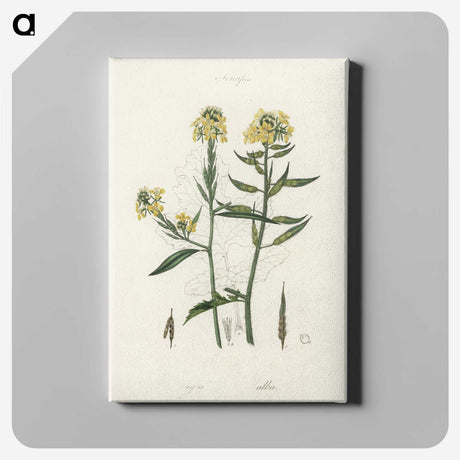 2-33_Medical-Botany_canvas