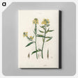 アートパネル-Sinapis Illustration
 - 薬用植物学 Canvas.