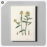 アートパネル-Sinapis Illustration
 - 薬用植物学 Canvas.