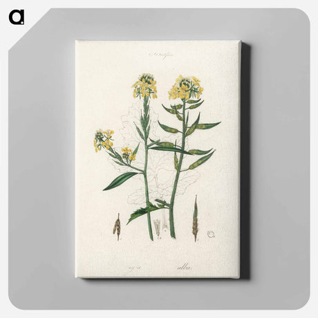 アートパネル-Sinapis Illustration
 - 薬用植物学 Canvas.