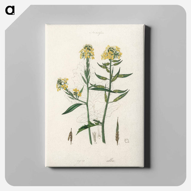 アートパネル-Sinapis Illustration
 - 薬用植物学 Canvas.