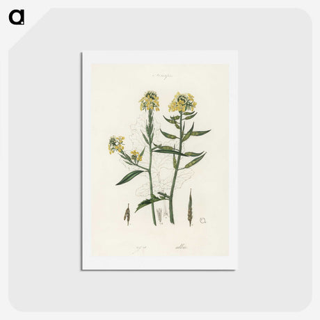 2-33_Medical-Botany_hagaki
