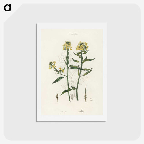 シナスプス図 - 薬用植物学 Postcard.