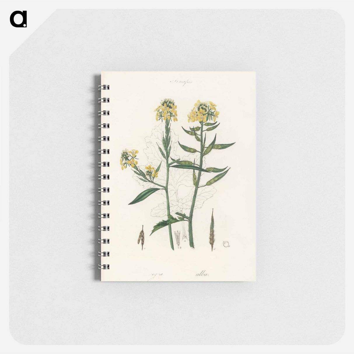 アートメモ帳-Sinapis Illustration
 - 薬用植物学 Memo.