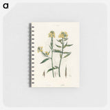 アートメモ帳-Sinapis Illustration
 - 薬用植物学 Memo.