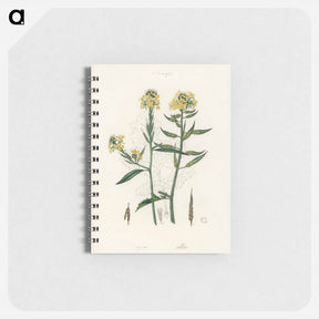 アートメモ帳-Sinapis Illustration
 - 薬用植物学 Memo.