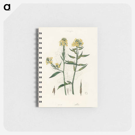 アートメモ帳-Sinapis Illustration
 - 薬用植物学 Memo.