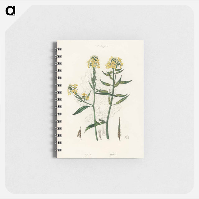 アートメモ帳-Sinapis Illustration
 - 薬用植物学 Memo.