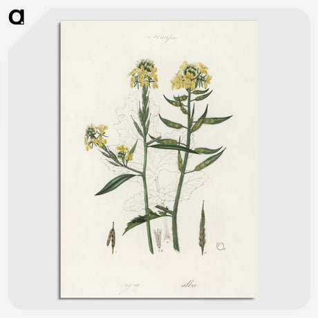 2-33_Medical-Botany_picture-crop