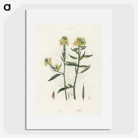2-33_Medical-Botany_picture