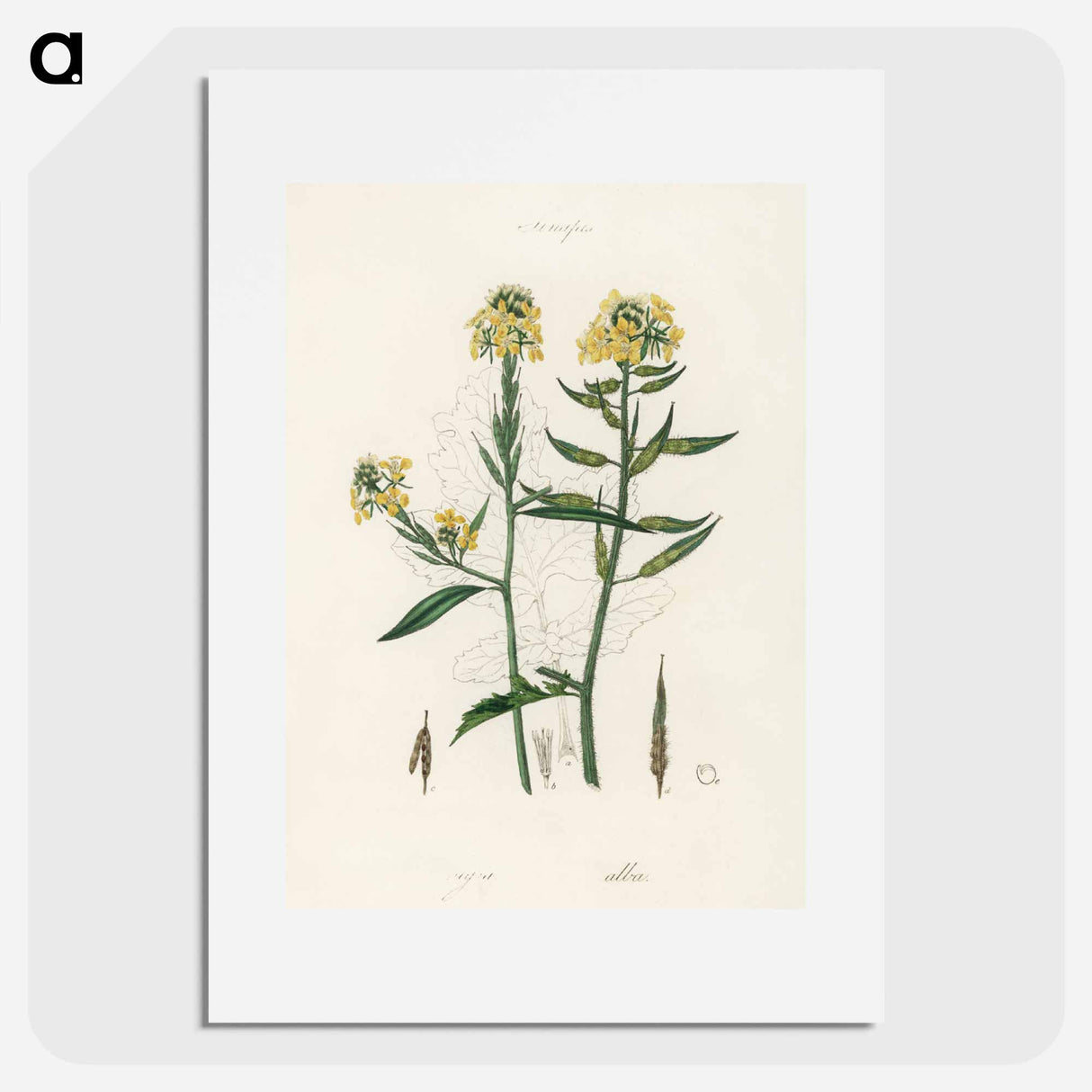 アートポスター-Sinapis Illustration
 - 薬用植物学 Poster.