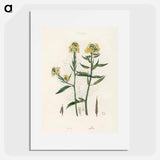 アートポスター-Sinapis Illustration
 - 薬用植物学 Poster.