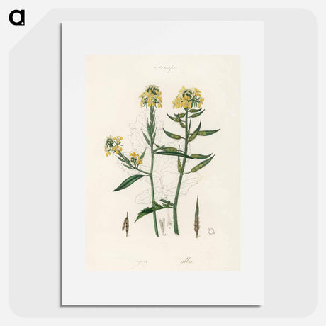 アートポスター-Sinapis Illustration
 - 薬用植物学 Poster.