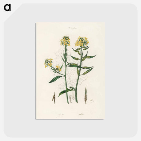 アートポストカード-Sinapis Illustration
 - 薬用植物学 Postcard.