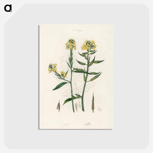 Sinapis Illustration
 - Medicinal Botany Postcard.
