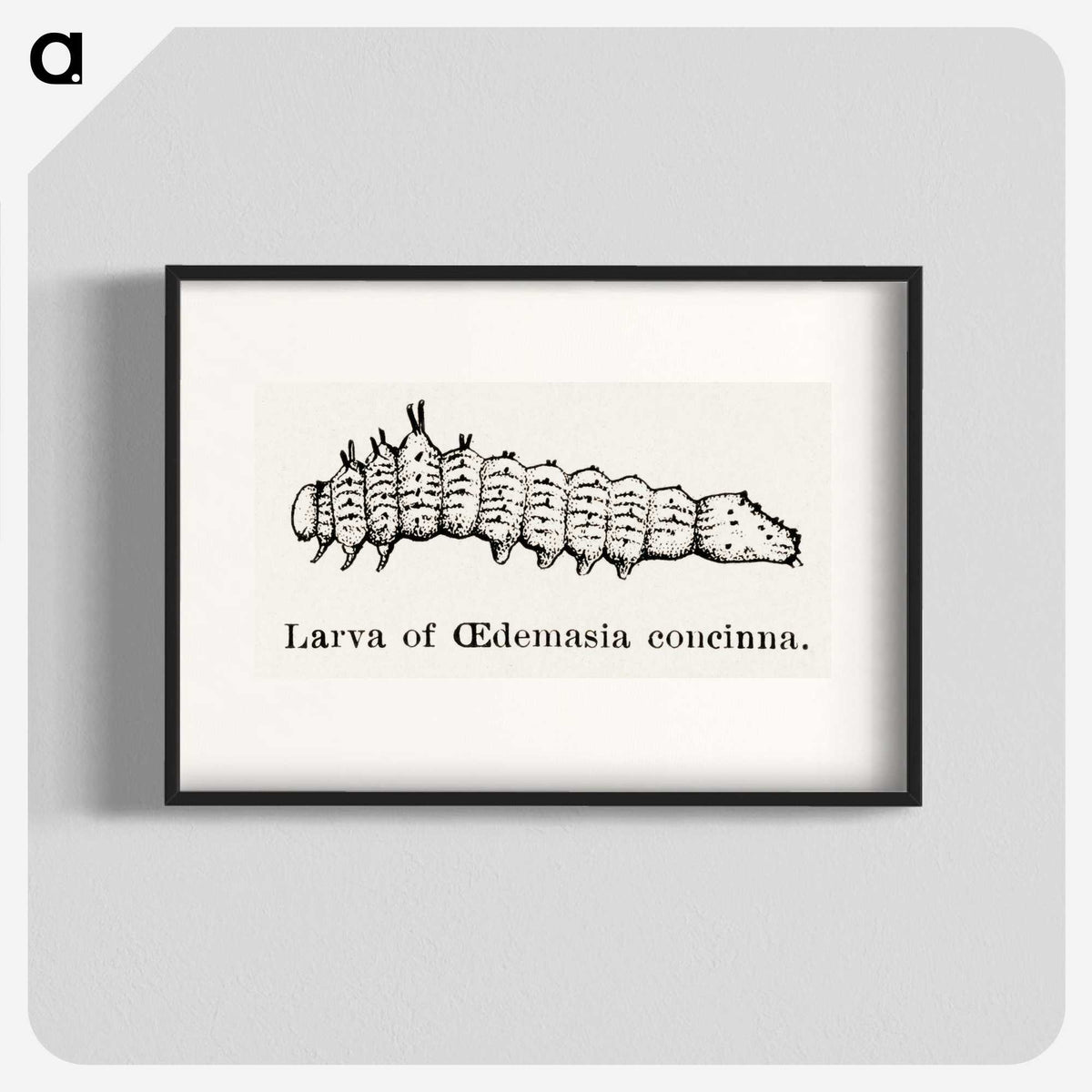 2-33_Moths-and-Butterflies-of-the-United-States_blk