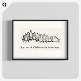 2-33_Moths-and-Butterflies-of-the-United-States_blk