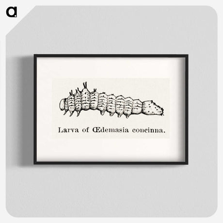 2-33_Moths-and-Butterflies-of-the-United-States_blk