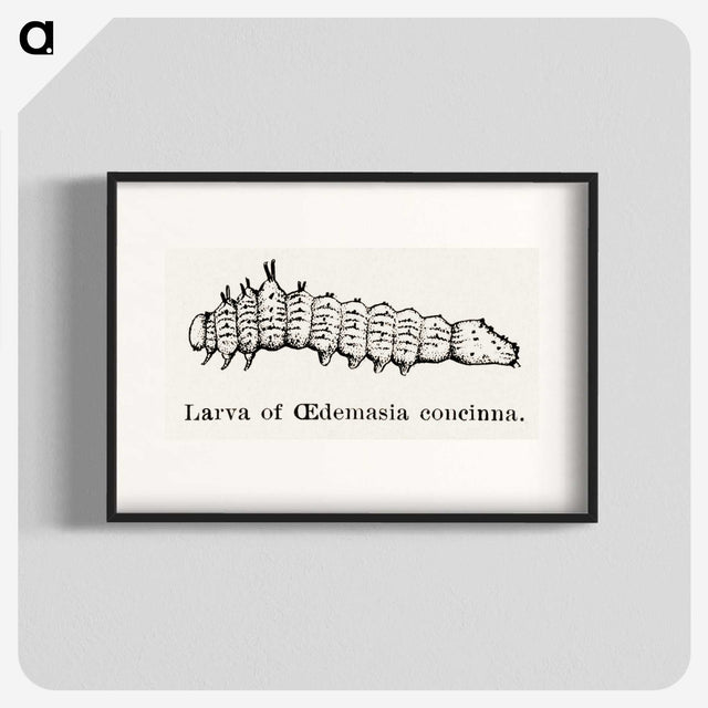 2-33_Moths-and-Butterflies-of-the-United-States_blk