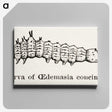 2-33_Moths-and-Butterflies-of-the-United-States_canvas