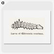 2-33_Moths-and-Butterflies-of-the-United-States_picture