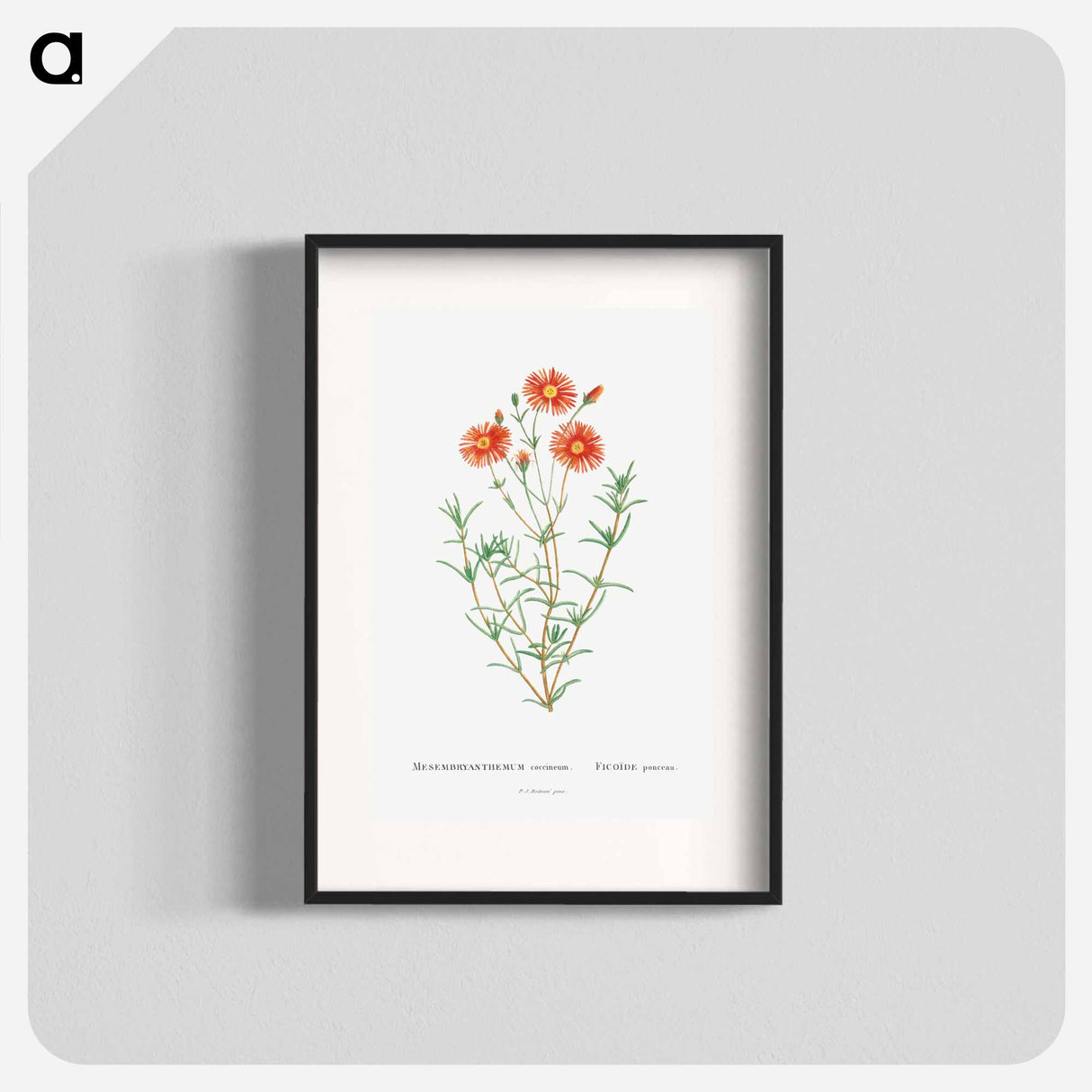 Mesembryanthemum Coccineum - ピエール ジョゼフ ルドゥーテ Poster.