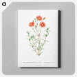 アートパネル-Mesembryanthemum Coccineum - ピエール ジョゼフ ルドゥーテ Canvas.
