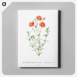 アートパネル-Mesembryanthemum Coccineum - ピエール ジョゼフ ルドゥーテ Canvas.