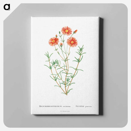 アートパネル-Mesembryanthemum Coccineum - ピエール ジョゼフ ルドゥーテ Canvas.
