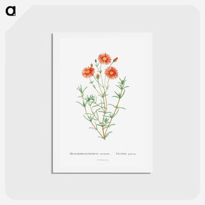 アートポストカード-Mesembryanthemum Coccineum - ピエール ジョゼフ ルドゥーテ Postcard.