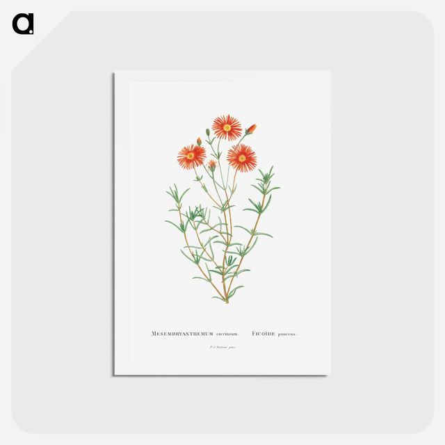 アートポストカード-Mesembryanthemum Coccineum - ピエール ジョゼフ ルドゥーテ Postcard.