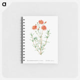 Mesembryanthemum Coccineum - ピエール ジョゼフ ルドゥーテ Memo.