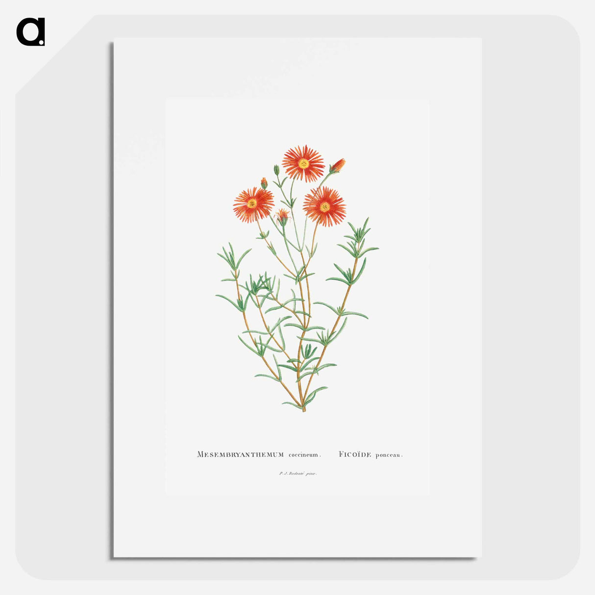 Mesembryanthemum Coccineum - ピエール ジョゼフ ルドゥーテ Poster.