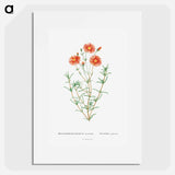 Mesembryanthemum Coccineum - Pierre Joseph Redouté Poster.