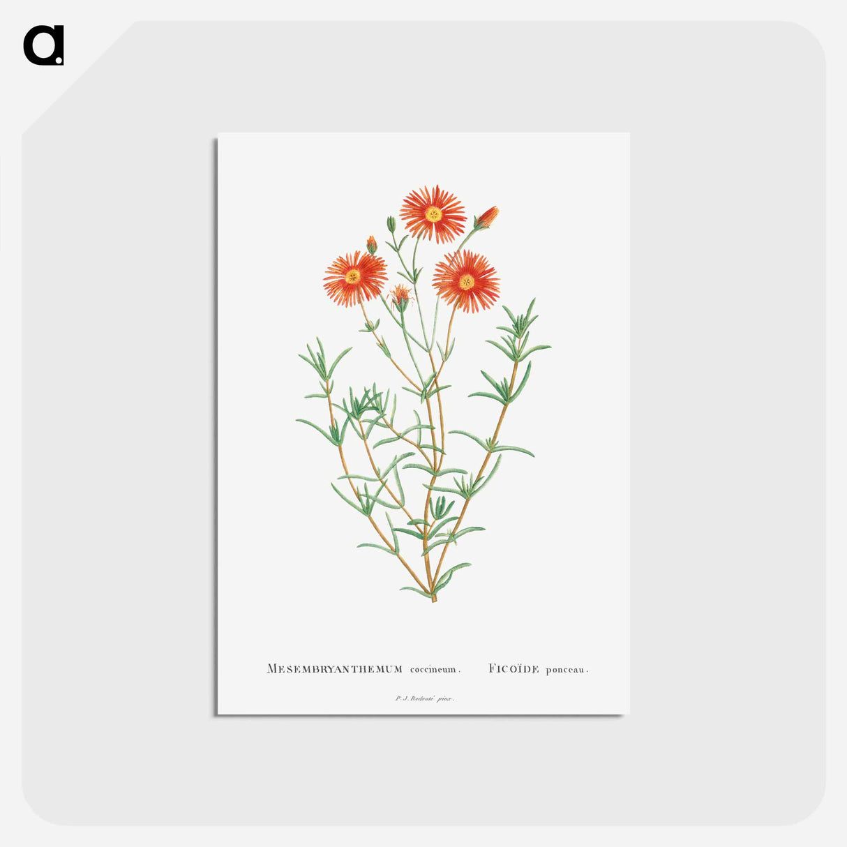 アートポストカード-Mesembryanthemum Coccineum - ピエール ジョゼフ ルドゥーテ Postcard.